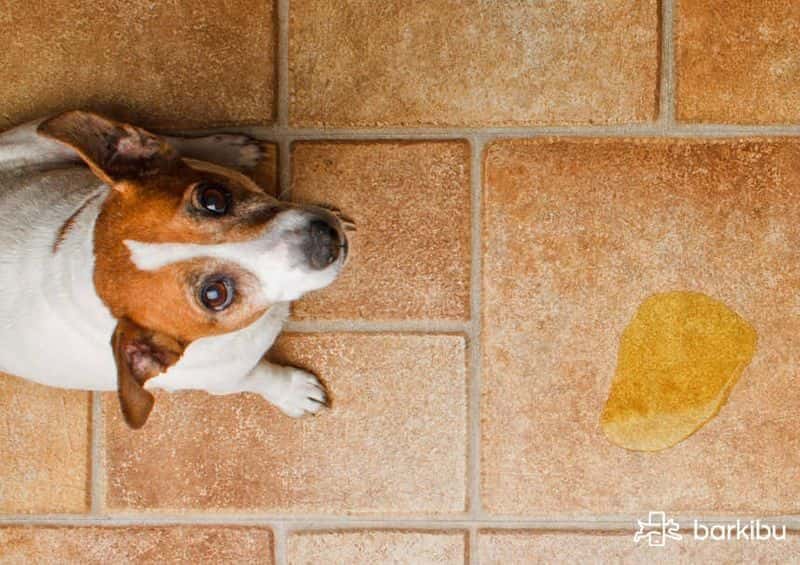 Perro orina un la en pus de